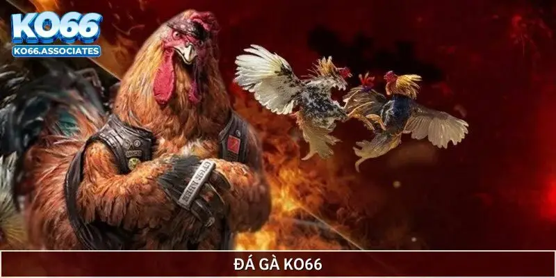 Đá gà KO66 trực tiếp từng trận gà hấp dẫn Đá gà KO66 trực tiếp từng trận gà hấp dẫn